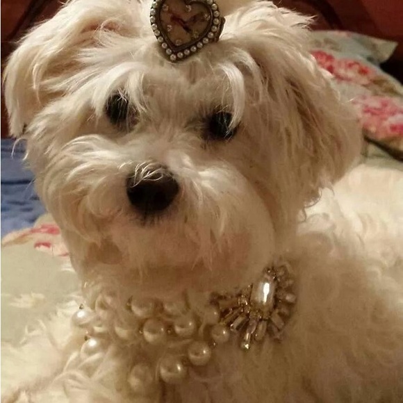 Meet your Posher, Amelia - Picture 3 of 7